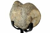 Fossil Mosasaur Vertebra w/ Metal Stand - Texas #316042-2